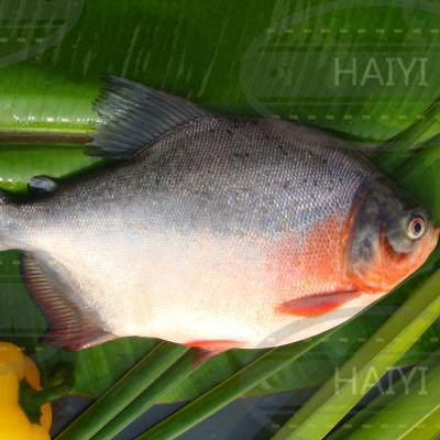 China Whole round 1000UP 85%NW FROZEN red damselfish for sale