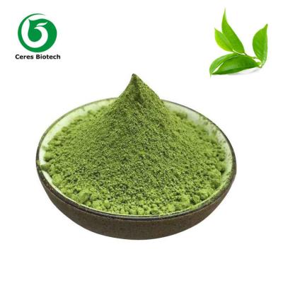 China Suplemento alimenticio de vitamina de polifenoles de té a granel en polvo de Matcha puro orgánico en venta