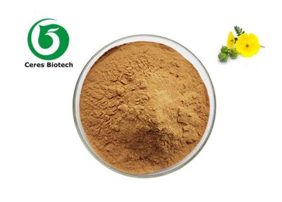 Cina Supplementi naturali puri Saponine Estratto di Tribulus Terrestris in polvere in vendita