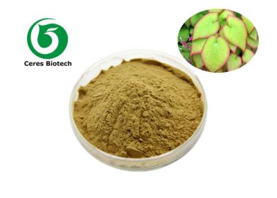 Κίνα Καθαρό φυσικό βοτανικό απόσπασμα Icariin 60% Epimedium Icariin για την ενίσχυση της αρσενικής σεξουαλικότητας προς πώληση