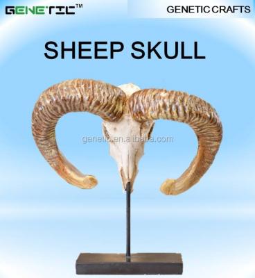 China Europe WALL DECO CUSTOMIZED COLOR DECORATED SKULL RESIN BIG HORN SHEEP ANIMAL SKULL for sale