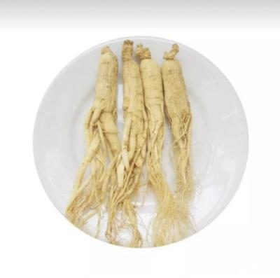 China Panax ginseng china changbai mountain dry ginseng dried garden ginseng for sale