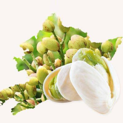 China Factory Supply Best Pistachios Dried Cheap Pistachio Kernels for sale