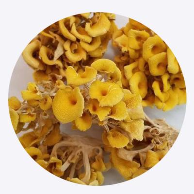 China Dry dry yellow mushroom, wholesale sales, delicious taste for sale