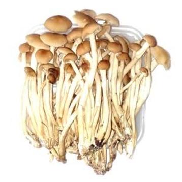 China Dry export large quantities of Chaxingu dry agrocybe, edible mushrooms for sale