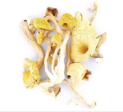 China Dry Yellow Mushroom Shop Dried Wholesales for sale