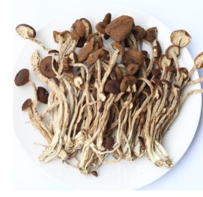 China Selected High Quality Dried Tea Tree Mushroom, Best-selling Products for sale