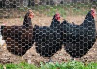 China Malla de alambre hexagonal galvanizada de la tela metálica de pollo de la trampa de los pescados de la langosta del cangrejo en venta