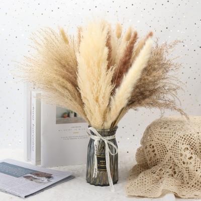 China JDP-58 Natural Dried Pampas Grass Flower Group 65pcs Boho Decor Fluffy Pampas Grass Bundles Pampas White Bouquet for sale