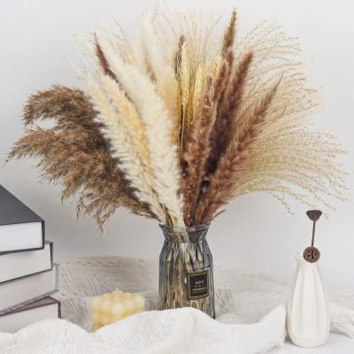 China JDP-51 Dry Pampas Grass Hot Sale Custom Preserved Dried Pampas Grass Flower Bouquet Dried Pampas Grass Bouquet For Home Decor Pampas Grass for sale