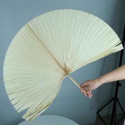 China New DP-052 Natural Dried Palm Leaves Big Decorative Leaves Dried Palm Leaves For Studio Shooting Props for sale