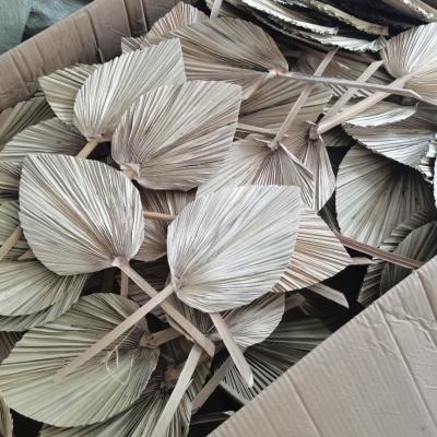 China JDP-020 Nature dry palm leaf palm leaf natural dried fan palm leaves for wedding palm decor party home decoration for sale