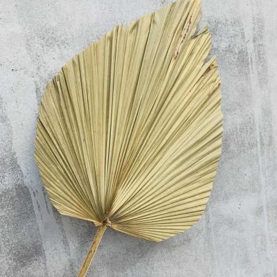 China DP-042 Dry Colored Dried Palm Leaves Naturally Colored Dried Palm Leaves For Home Decor Wedding Decoration Window for sale