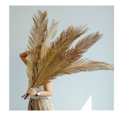 China DP-011 in Natural Palm Leaf Dried Color Preserved Natural Palm Leaf for Offerice Home Wedding Decoration for sale