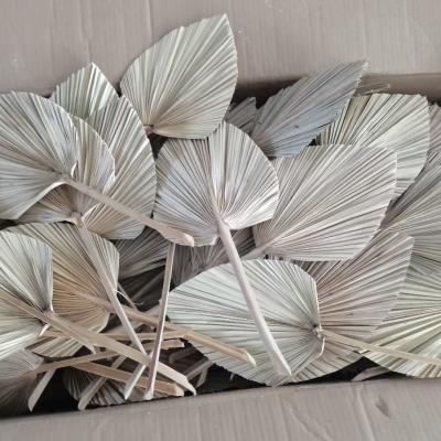 China JDP-020 Natural Palm Leaves Palm Leaves Dry Palm Leaf Dried Flowers for sale