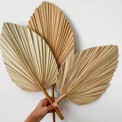 China JDP-023 Natural palm leaf supplies wholesale wedding dry palm leaves dry palm leaf for sale