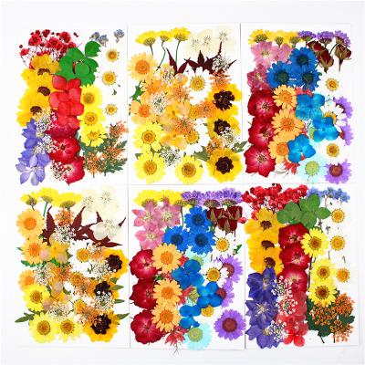 China DF-016 Multiple Dried Flower Daisies Various Flowers Preserved Dried Flowers Dried Hot Selling Pressed Sheets For Petal Makeup for sale