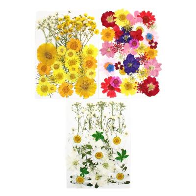 China Wholesale Preserved Multiple Dried Flowers Dry Flowers DF-013 With Vacuum Bag Packaging Dry Pressed Flowers Sheets For Petal Makeup for sale