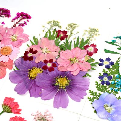 China DF-009 Creative Materials Dried Flower Field Combination Pressed Flower For Field Material for sale