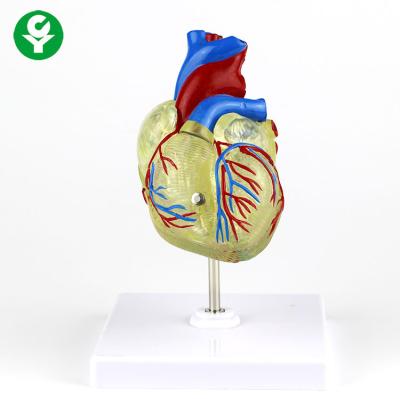 China Advanced Plastic Human Adult Transparent Heart PVC Medical Anatomy Model for Demonstration for sale