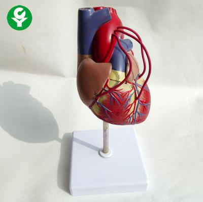 China Advanced Heart Bypass PVC Heart Bypass Training Model Heart Bypass Teaching Model for sale