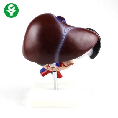 China Advanced Medical PVC Human Liver Model For Teaching Liver Pancreas And Duodenum Model for sale