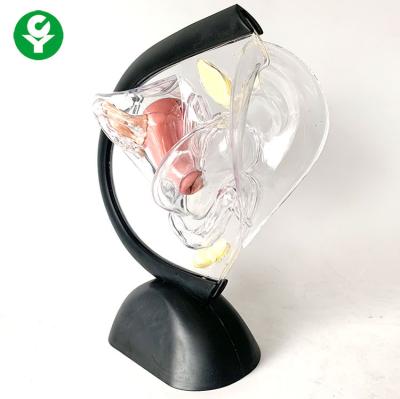 China PVC new design pathological transparent female system model of the uterus teaching visceral model for sale