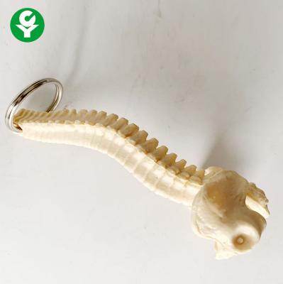 China PVC Human Vertebra Spine Fake Key Chain Key Chain Keychain Gift for sale