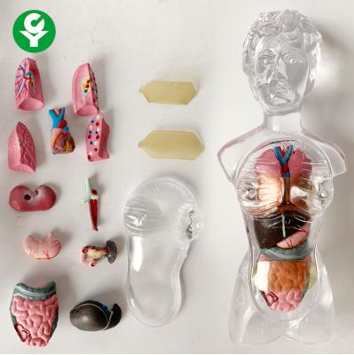 China PVC Anatomy 18cm Of Transparent Trunk Model Of 13 Part Human Organs Torso Models for sale