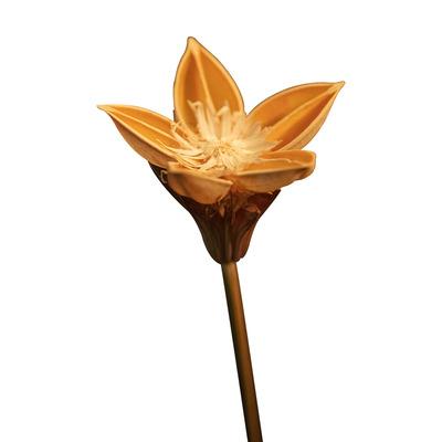 China Environmentally Friendly Dry Red Lotus Plant Home Indoor Dining Table Flower Pot Decoration Nordic Retro Flower Style for sale