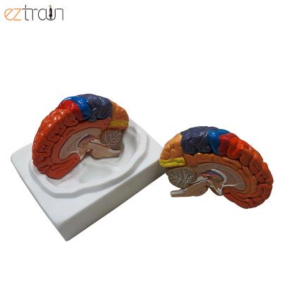 China Education 2 Parts Assemble Human Brain End Model Anatomical Educational Model for sale