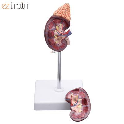 China Education kidney with adrenal gland model for sale