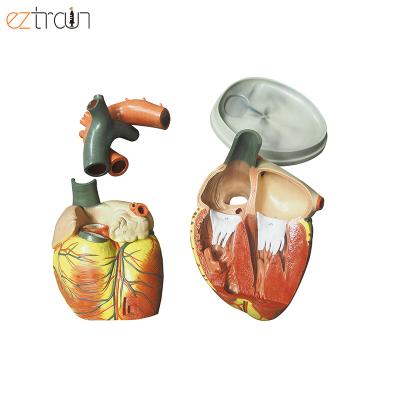 China Education Human Jumbo Type 3 Times Enlarge 4 Parts 3D Heart Model for sale