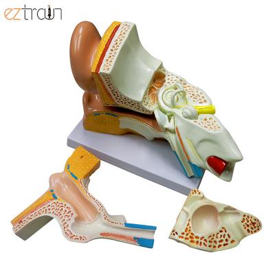 China Education 5 Times Education Anatomy 3D Medical Teaching Ear Model for sale