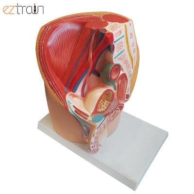 China Education Male Midsection Pelvis Anatomy Model for sale