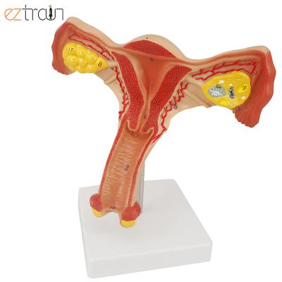 China Female Internal Genital Demonstration Female Genital Organs Uterus and Uterus and Ovary Anatomical Model for Display Medical Education for sale