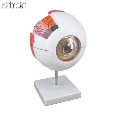 China 1 PC Human Eye Model, Life Size 6 Times Eye Anatomy Model for sale