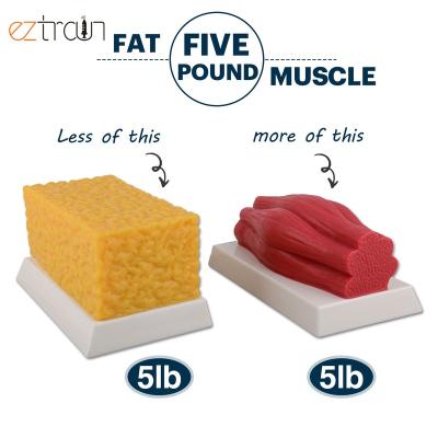 China Replicating Weight Loss Motivation 5lb Fat vs Replicating 5lb Muscle Model for sale