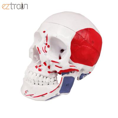 China 1 PC Life Size Human Skull Model With Red Painting, Labeled Code Anatomy Skull Model for sale