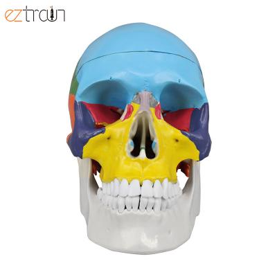 China 1 Colored Human Model, Life Size Model, 3 PC Skull Anatomy Skull Parts for sale