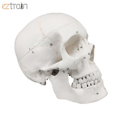 China 1 PC Human Skull Model With Number Mark, White Skeleton Head Model for sale