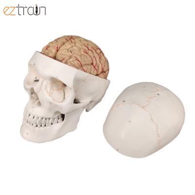 China 1 PC 8 Parts Human Skull Model with Detachable Brain Anatomy Model for sale