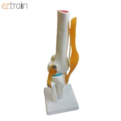 China Science education with medical educational life size human ligament knee joint model for sale