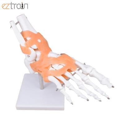 China Science Teaching PVC Foot Ankle Joint Life Size Model with Ligaments for Medical Science Teaching for sale