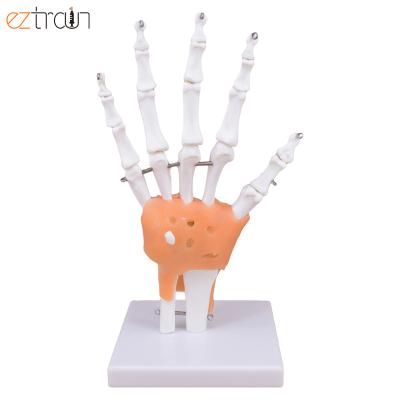 China Human Anatomy Teaching 1:1 Flexible Life Size Hand Joint Model Anatomy Teaching Tool Skeletal Hand With Ligaments for sale