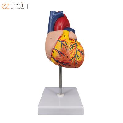 China 2 Detachable Parts Human Heart Model Lifesize Heart Anatomy Model, 3D Heart With Number Mark for sale