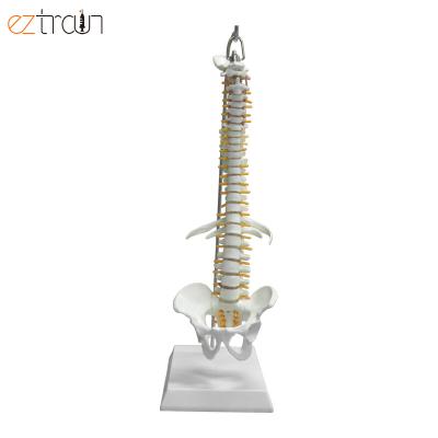 China 1 pc 45cm human spine model with nerves, removable pelvic for sale