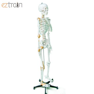 China 1 pcs normal human skeletal model 170cm with ligaments and nerves, anatomical skeleton for medical students for sale