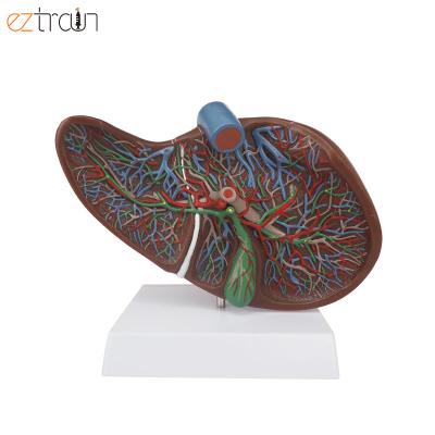 China 1 PC Life Size Liver Anatomical Human Model for sale