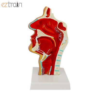 China Medical Educational Aids High Quality 1:1 Human Oronasal Throat ENT Cavity Anatomical Model Biology Classroom Study Pathology for sale